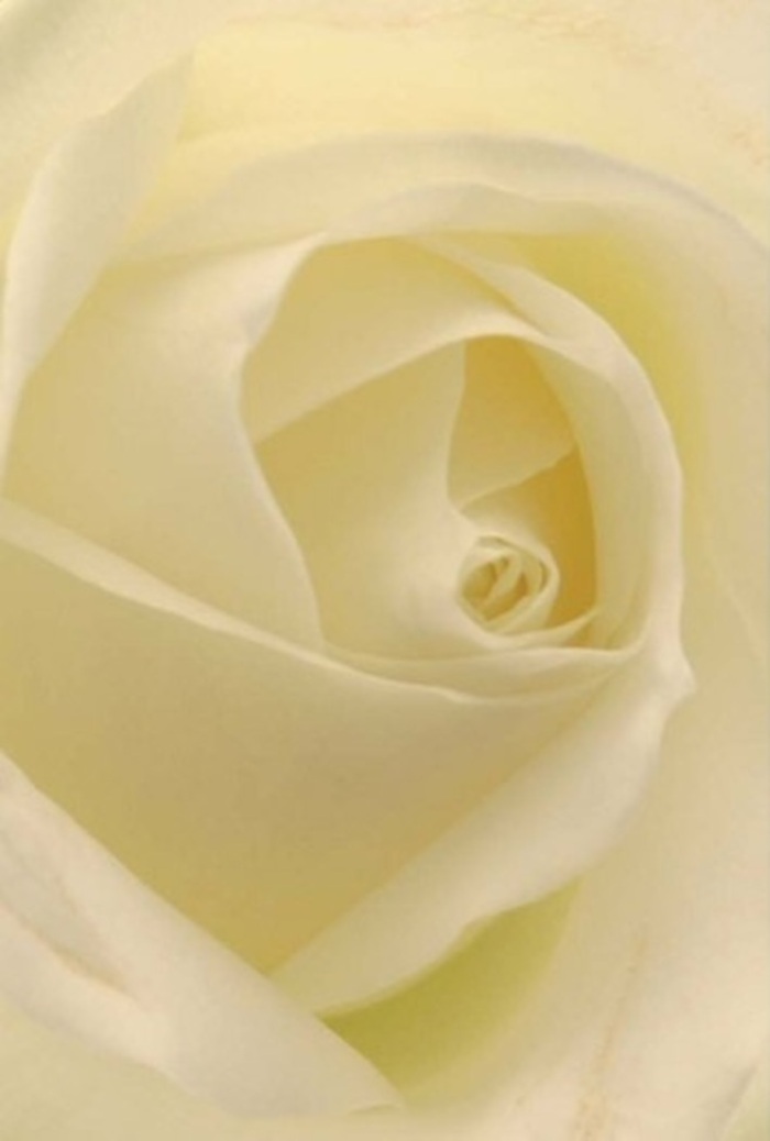 Looking closely at this ethereal white rose, expertly arranged by a Collier Row florist, you're drawn into a world of peace and refinement. These petals, shaded in soft whites and buttery creams, fold and swirl as though gently swept by the early light over Mawney Road. The layers create a living sculpture, illuminated within and casting subtle shadows that emphasize its tranquil spirit. Each petal's edge is perfectly smooth, their texture suggesting the cool, freshly opened roses gathered in the morning, dew glimmering like whispers from local gardens. This rose would feature beautifully at a Collier Row wedding, the spiral heart echoing the purity and devotion of such moments, or serve as a respectful tribute at memorials. Its scent, imagined faint but unmistakably fresh, is the sort that fills a room with unpretentious grace. The way the bloom's form combines modest elegance with intricate depth is a testament to Collier Row's tradition of meaningful, heartfelt floral craftsmanship-always mindful of the community's stories and the memories shared between neighbours.
